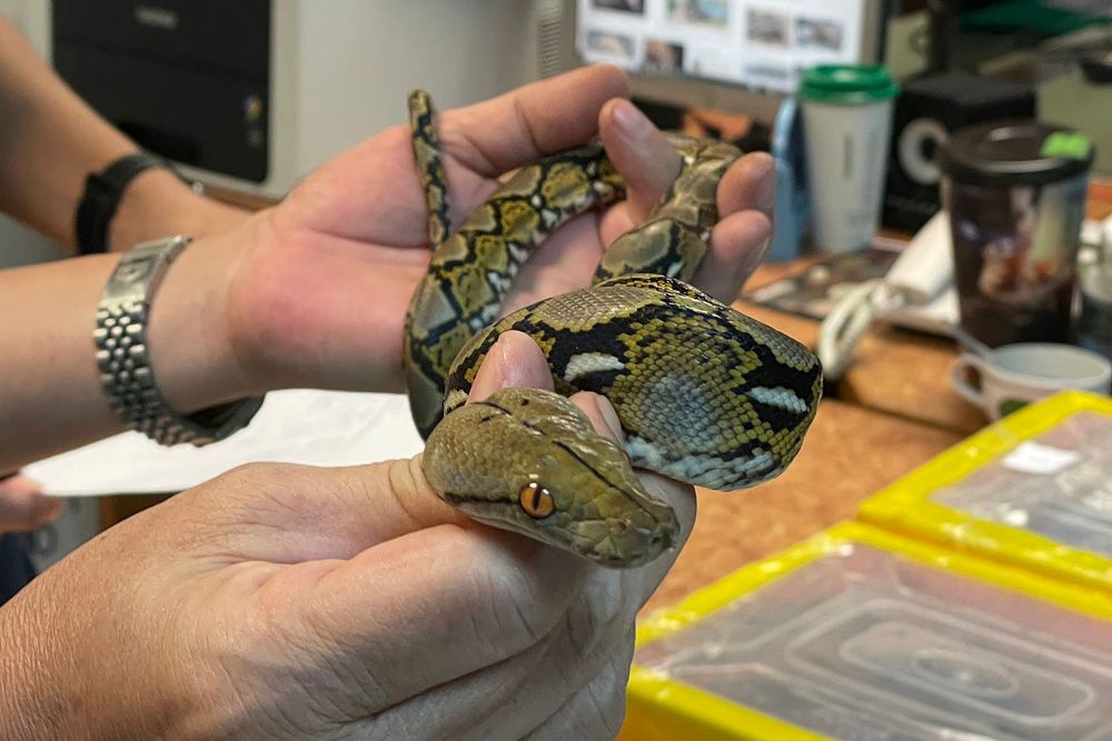 Pegawai kastam menunjukkan salah seekor ular yang ditemui di dalam bagasi seorang lelaki Mongolia yang ditangkap di Lapangan Terbang Antarabangsa Suvarnabhumi di Bangkok. — Gambar AFP