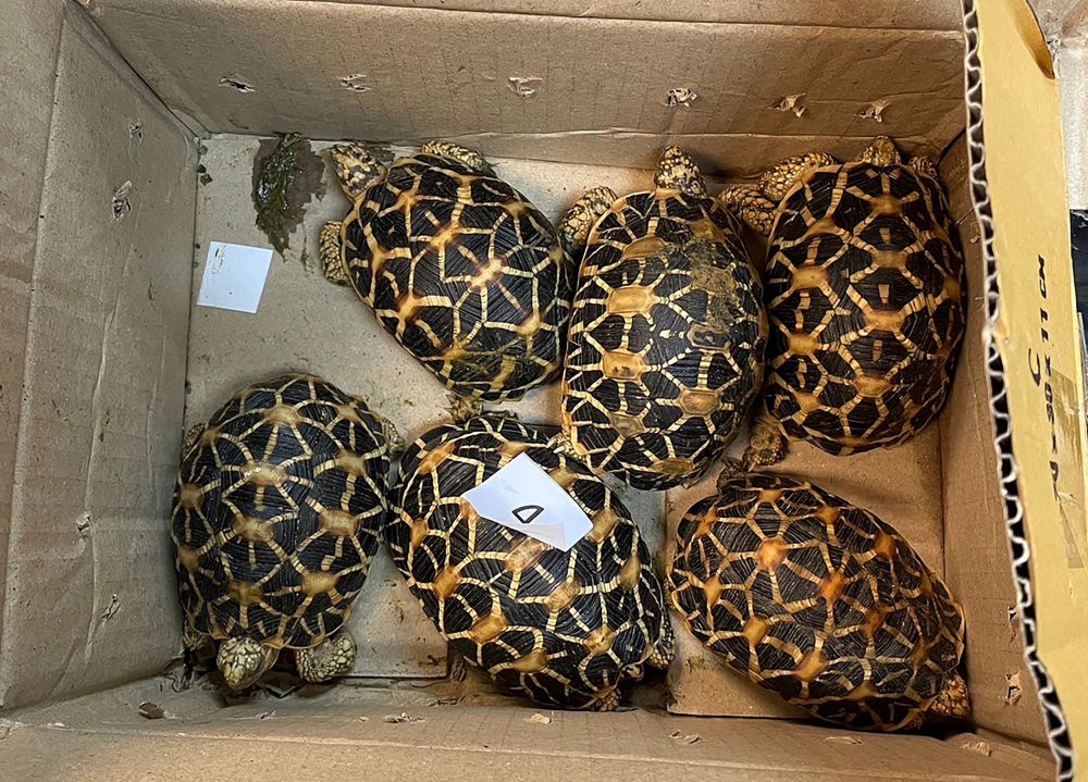 Gambar menunjukkan kura-kura bintang yang ditemui di dalam bagasi seorang lelaki Mongolia yang ditangkap di Lapangan Terbang Antarabangsa Suvarnabhumi di Bangkok. — Gambar AFP
