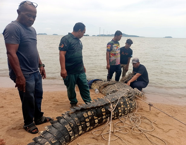 Buaya tembaga dianggarkan seberat dua tan dan sepanjang 4.5 meter berjaya ditangkap sekumpulan nelayan di Pantai Siring, Pulai di sini hari ini. - Gambar BERNAMA
