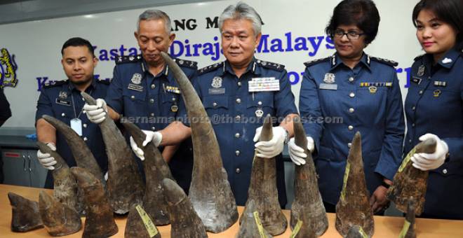 HASIL RAMPASAN: Pengarah Kastam KLIA Datuk Hamzah Sundang menunjukkan 18 batang tanduk Badak Sumbu bernilai lebih RM13 juta yang dirampas di Kargo Udara KLIA dekat Sepang pada 7 April lalu. — Gambar Bernama