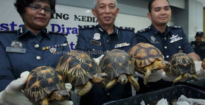 BARANG LARANGAN: Abdull Wahid (tengah) bersama pegawainya menunjukkan kura-kura yang dirampas dalam cubaan menyeludup 330 kura-kura bernilai kira-kira RM1.2 juta kelmarin pada sidang media di Kompleks JKDM KLIA dekat Sepang, semalam. — Gambar Bernama
