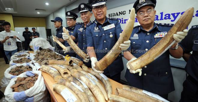 DIRAMPAS: Mohd Pudzi (tengah) menunjukkan gading gajah yang berjaya dirampas pada 30 Julai lalu di Gudang Kargo Udara Lapangan Terbang Antarabangsa Kuala Lumpur (KLIA), Sepang, semalam.  — Gambar Bernama