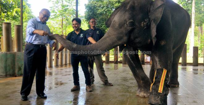 JINAK: Mat Noor (kiri) memberi makanan kepada gajah sebagai tanggungjawab sosial karporat (CSR) di Pusat Konservasi Gajah Kebangsaan Kuala Gandah sempena Hari Gajah Sedunia di Temerloh semalam. — Gambar Bernama