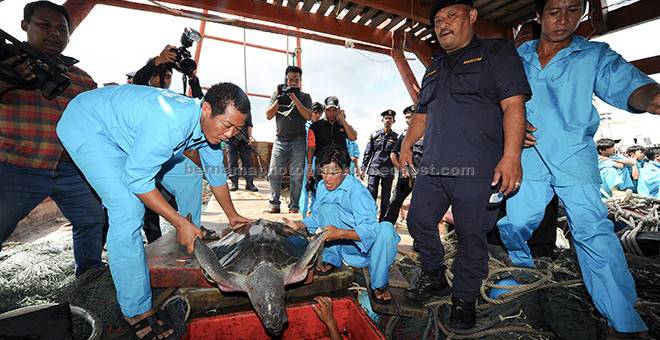 SELUDUP: Awak-awak nelayan yang ditahan mengeluarkan bangkai penyu yang mereka tangkap di jeti Agensi Penguatkuasaan Maritim Malaysia dekat Kuala Terengganu, semalam. — Gambar Bernama