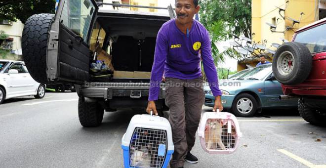 JALANI RAWATAN: Mohd Rosli mengangkat sangkar kucing yang tidak terurus untuk dibawakan ke veterinar untuk menjalani rawatan di Kuala Lumpur, semalam. — Gambar Bernama