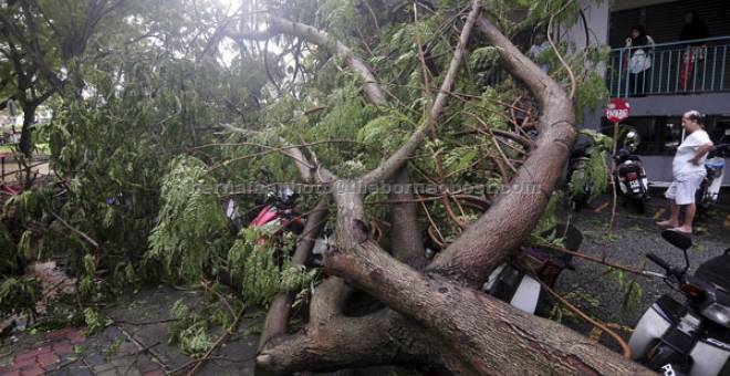 TUMBANG: Sebatang pokok tumbang menghempap motosikal yang diparkir berhampiran berikutan hujan lebat serta ribut di Jelutong awal pagi semalam. — Gambar Bernama