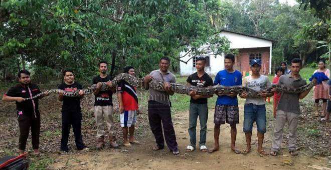  Penduduk Kampung Sungai Penderam Pasir Gudang bergambar bersama ular sawa sepanjang 20 kaki dan seberat 80 kilogram yang ditemui di kawasan ladang kelapa sawit semalam.