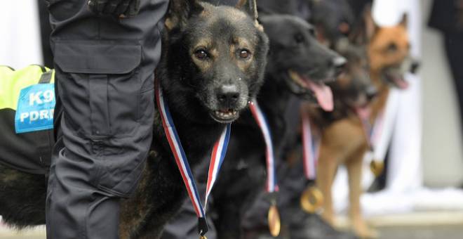 Anjing-anjing pengesan menerima anugerah penghargaan selepas majlis perasmian Memorial Unit Pengesan Anjing (K9) hari ini.