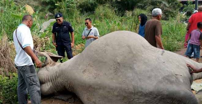 KEJAM: Tiga ekor gajah betina ditemukan mati dipercayai akibat diracun di Kampung Sri Timur 3, dekat Kluang, Johor Bahru semalam.  — Gambar Bernama