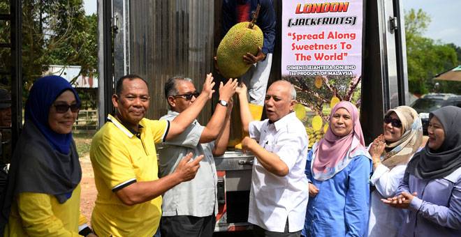 NANGKA MALAYSIA TERBANG KE LONDON: Mohd Soffi (empat kanan) bersama Zahimi (tiga kiri) dan Yussof (dua kiri) bersama-sama memasukkan nangka ke dalam lori untuk dieksport ke England pada pelancaran ‘From Lanchang To London’ di Taman Kekal Pengeluaran Makanan (TKPM) Lanchang, dekat Temerloh, semalam. — Gambar Bernama