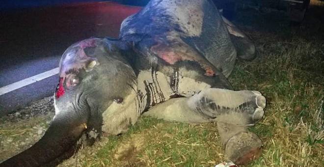 Seekor gajah liar mati selepas dirempuh sebuah treler dengan muatan bijih besi dalam kejadian di Kilometer 44 Jalan Kuala Berang-Aring malam tadi. - Gambar Bernama 