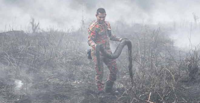 JADI MANGSA: Anggota Bomba dan Penyelamat mengeluarkan bangkai seekor ular sawa anggaran panjang tiga meter yang ditemukan ketika operasi memadam api di kawasan tanah gambut seluas kira-kira 0.5 hektar di Kampung Matang Merbau, Trong semalam. — Gambar Bernama 