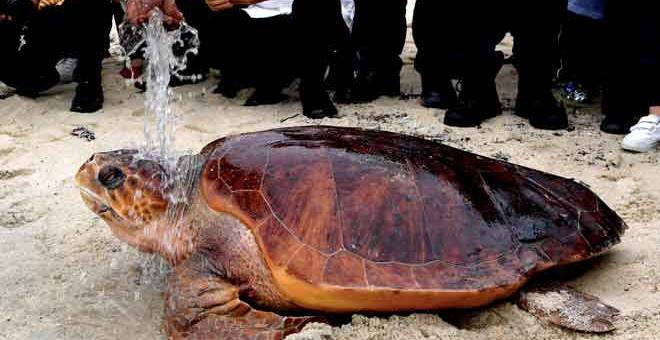 MANDI: Penyu spesies Loggerhead (Caretta Caretta) ini dimandikan dengan air laut sebelum dilepaskan di pesisir pantai Pasir Belanda di Balik Pulau, semalam. — Gambar Bernama