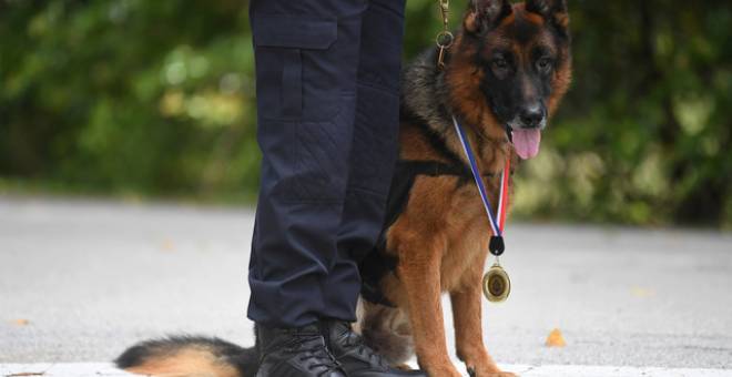 Seekor anjing baka German Shepherd dari Unit Anjing Pengesan (K9) Polis Diraja Malaysia (PDRM) mencipta sejarah sebagai anjing pertama menerima pingat ‘Jasamu Dikenang’ bagi polis kontinjen Pahang. - Gambar Bernama 