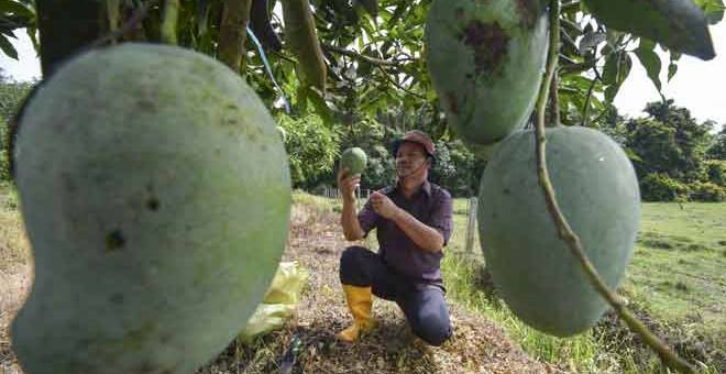 PERIKSA: Nor Mazalan memeriksa buah mangga harum manis yang ditanam bagi memastikan berada dalam keadaan baik sebelum dipetik di Kampung Nibong di Pasir Mas. — Gambar Bernama