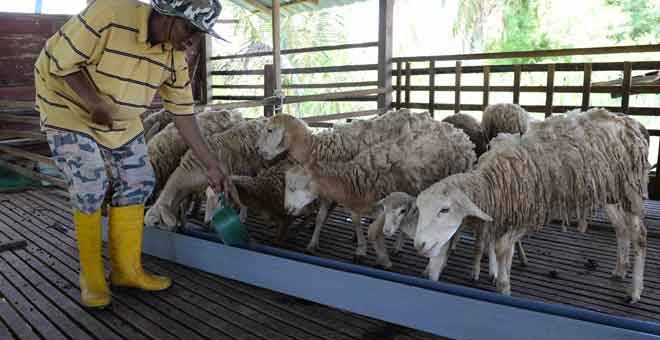 BERDIKARI: Shaari memberi makanan kepada kambing biri-biri ternakannya di Kampung Melele, Jalan Kodiang semalam. — Gambar Bernama