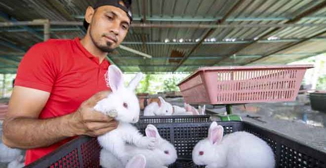 SIHAT: Muhammad Ramzul mengambil berat timbangan arnab arnabnya untuk rujukan kesihatan anak anak arnab baka pedaging jenis New Zealand White di ladang seluas kira-kira 0.2 hektar terletak di Kampung Pasir Pekan Hilir Tumpat semalam. — Gambar Bernama