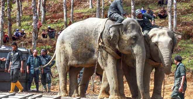 PINDAH: Dua gajah denak betina dari Pusat Konservasi Gajah Kebangsaan (PKGK), Kuala Gandah, Pahang dan dua gajah denak betina dari Pusat Konservasi Gajah Sungai Deka Hulu Terengganu digunakan bagi menjinakkan lima gajah betina liar yang ditangkap di Kampung Kuala Tiga di Jeli semalam. — Gambar Bernama