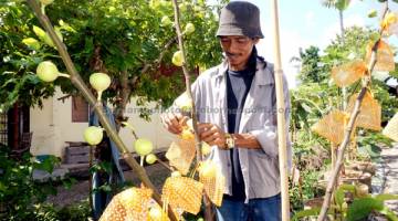 LUMAYAN: Mohd Hisham membungkus buah tin yang berjaya dihasilkan di tapak semaiannya di Simpang Empat, Alor Setar. — Gambar Bernama