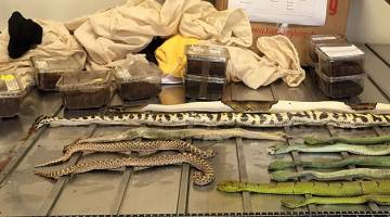 MASIH HIDUP: Gambar serahan Jabatan Pertanian dan Sumber Air semalam menunjukkan haiwan yang ditemui dalam kotak kasut di bilik mel Melbourne. — Gambar AFP