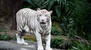 UNIK: Gambar fail menunjukkan ‘Omar’ ketika hayatnya di Zoo Singapura. — Gambar AFP