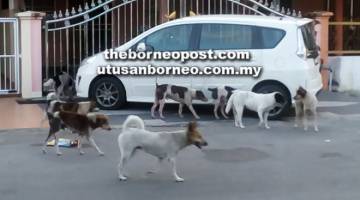 BERKELIARAN: Kelihatan kumpulan anjing liar berkeliaran di Desa Senadin Fasa 2C, Miri kelmarin meskipun aduan telah dibuat kepada pihak berkuasa tempatan.