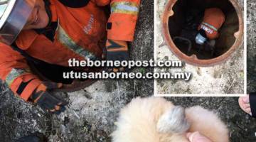 MENYELAMAT: Seorang anggota bomba memasuki lubang sistem saluran air dan menyerahkan anjing yang berjaya diselamatkan kepada pemiliknya.