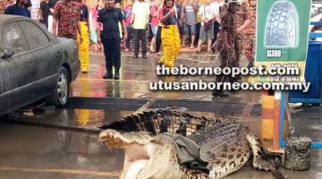 MEMBIMBANGKAN: Buaya yang ditangkap dan dilepaskan kembali ke Sungai Limbang menimbulkan kebimbangan penduduk setempat.