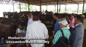 LAWATAN: Dr Abdul Rahman melawat Sahara Buffalo Farm di Aurangabad yang menternak 90 ekor kerbau untuk menghasilkan susu. Kelihatan sama Ismawi. 