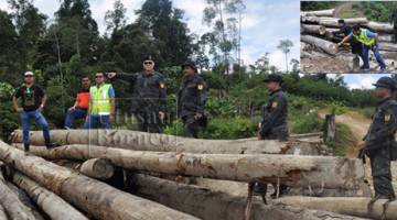 Kayu balak yang bernilai RM2.5 juta dirampas di hutan Beriwan, Ba' Kelalan.