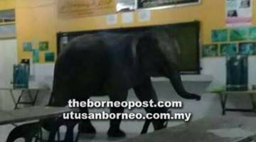 GEMPAR: Gajah yang memasuki dewan makan asrama SMK Telupid menggemparkan warga sekolah.