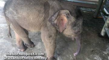 ANAK gajah berumur kira-kira dua hingga tiga minggu yang ditemukan bersendirian di Ladang Burmas, Tawau.