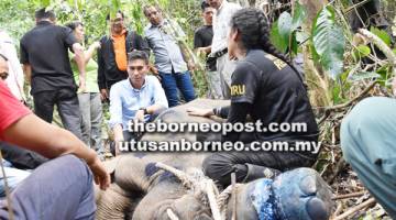 KEADAAN anak gajah ketika ditemukan dengan luka di bahagian kaki.
