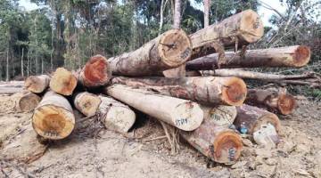 SEBAHAGIAN kayu balak yang dipercayai diambil dari kawasan hutan simpan di Sandakan sebagaimana didedahkan Ketua Menteri baru-baru ini.