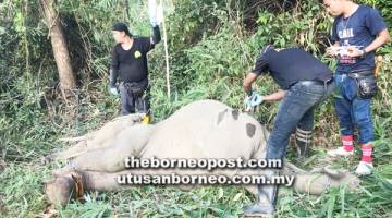 PETUGAS JHLS memberikan rawatan awal terhadap gajah yang ditemukan terjerat di Taliwas Lahad Datu pada Selasa.