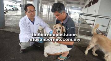 PENCEGAHAN: Dr Adrian menyuntik seekor anjing semasa program pemvaksinan antirabies di Dewan Masyarakat MBKS, semalam.