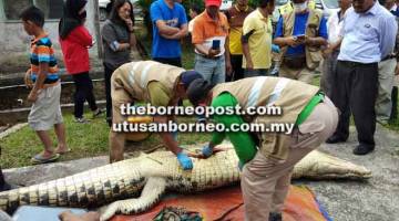 ISI PERUT: Antara kandungan yang dikeluarkan dari perut buaya berkenaan selepas dibelah oleh pegawai SFC.