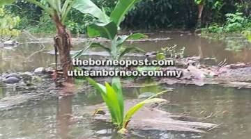 MERISAUKAN: Keadaan kebun penduduk yang ditenggelami air akibat hujan lebat.