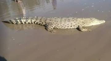 Penemuan buaya yang menggemparkan pengunjung di pantai Kuala Batu Satu, Kuala Baram petang Ahad.