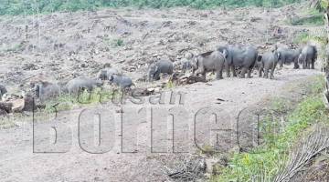 ANTARA kumpulan gajah yang sedang mendapatkan umbut sawit.