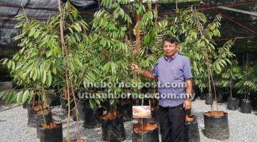 KONGSI ILMU: Chen bergambar di nurseri beliau di Lopeng, Miri.