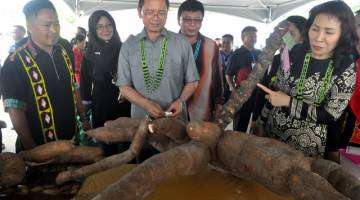 Tangau (tengah) terpegun melihat tandanan ubi kayu terbesar yang dihasilkan oleh petani-petani di daerah Nabawan Sabah, sambil diperhatikan oleh Penolong Setiausaha Tetap Kementerian Luar Bandar Sabah Fredian Gan (tengah) ketika hadir pada perasmian Majlis Ilau Eluui Nabawan hari ini. - Gambar Bernama