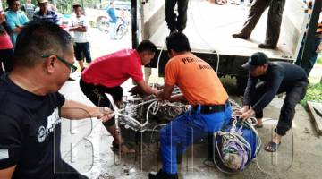 BUAYA yang diangkat ke lori untuk dipindahkan.