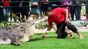 BERPENGALAMAN: Zhaw memulakan persembahan bersama Bujang Lang iaitu seekor buaya tembaga berukuran lima Meter panjang dan hampir 1 tan beratnya di Crocodile Adventureland Langkawi dekat Langkawi. — Gambar Bernama