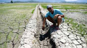 MEMBIMBANGKAN: Seorang petani, Madili Riou, 55, menunjukkan saliran air ke sawah padi yang kering kontang berikutan cuaca panas sehingga 33 darjah Celcius melanda di daerah itu sejak sebulan lalu. — Gambar Bernama