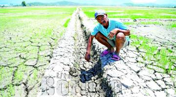 SEORANG petani, Madili Riou, 55, menunjukkan saliran air ke sawah padi yang kering kontang berikutan cuaca panas sehingga 33 darjah celcius melanda di daerah itu sejak sebulan lalu. -Gambar Bernama