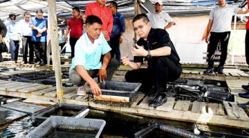 SALAHUDDIN (kanan) melihat ketam lembut yang diternak Suhaili Abdurahman (kiri) ketika melawat projek ternakan ketam lembut dalam sangkar di Kampung Bambangan hari ini.