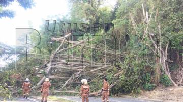 KEADAAN pokok tumbang yang menghalang laluan lalu lintas di kedua-dua arah awal pagi tadi.