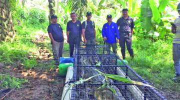 BUAYA tembaga 14 kaki panjang masuk perangkap.