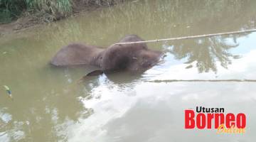 Gambar fail penemuan gajah pygmy Borneo yang ditemukan mati oleh pemancing di Sg Udin, Dumpas, Kalabakan pada minggu lalu.